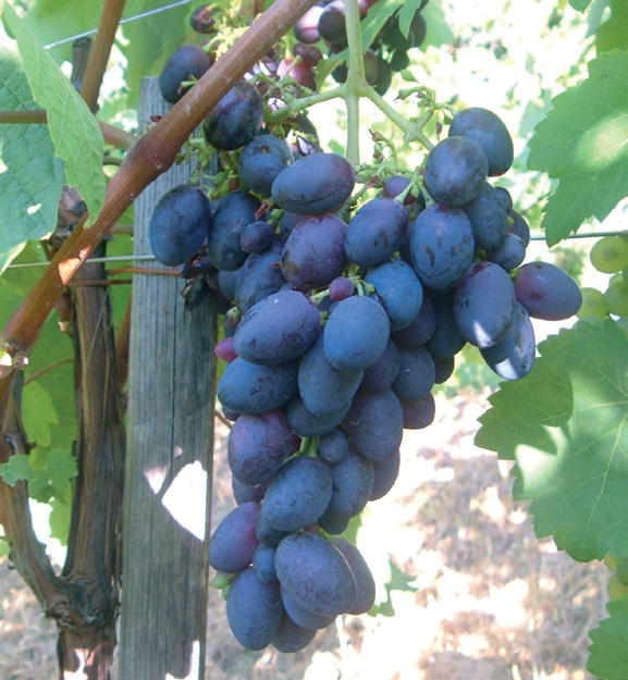 vinova loza black magic