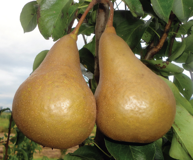 kruška boskova bočica