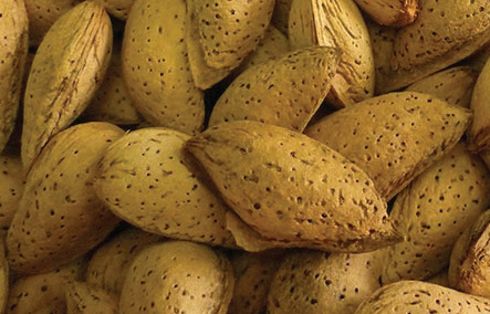 badem-budateteny-botermo