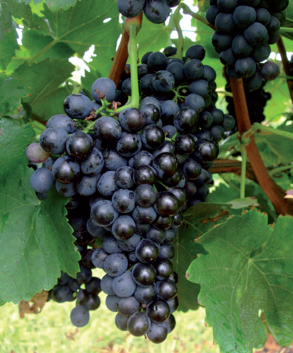 vinova loza cabernet sauvignon