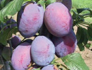 šljiva čačanska rana