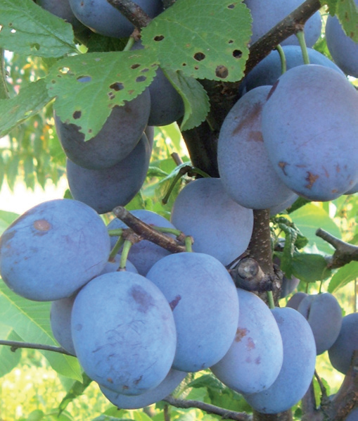 šljiva čačanska rodna