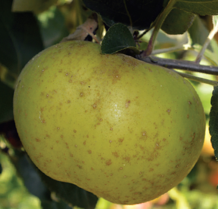 jabuka canada (Kanadska reneta)