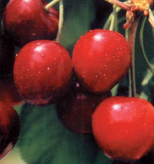 trešnja campact lambert