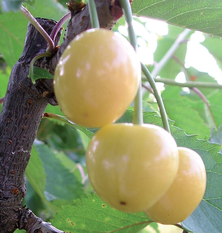 trešnja droganova žuta