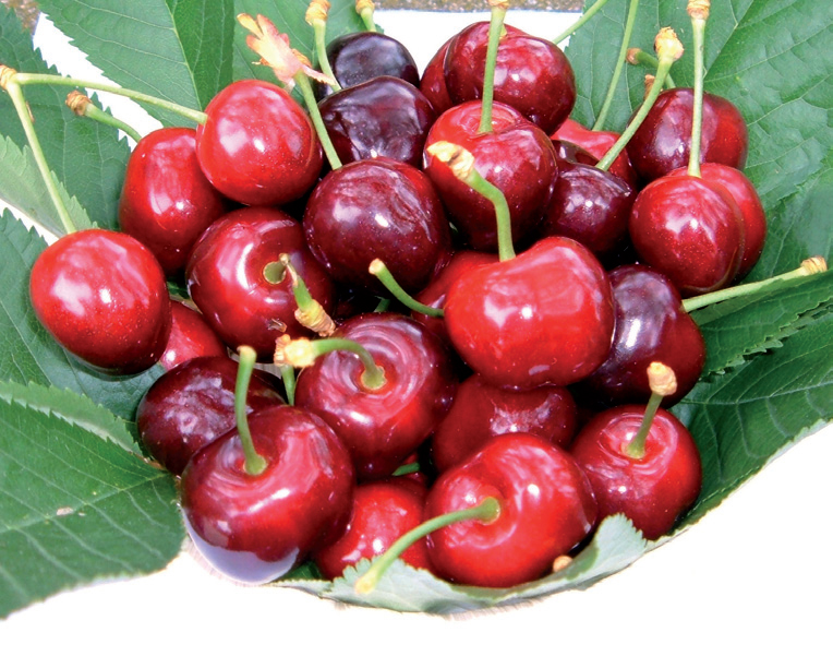 trešnja early burlat