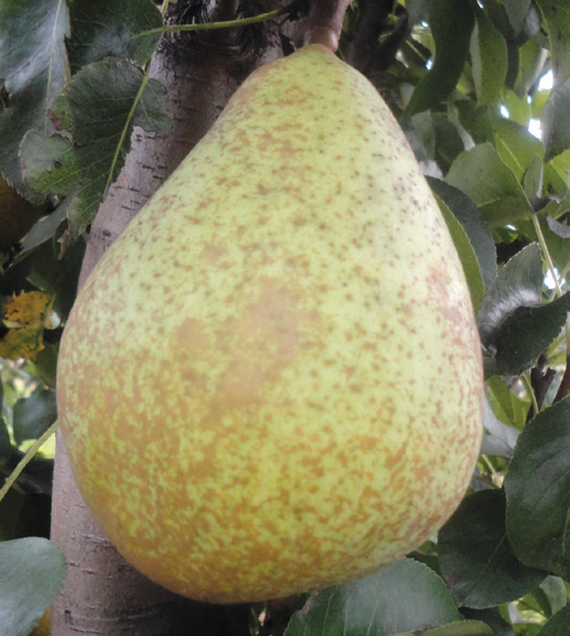 kruška general leclerc