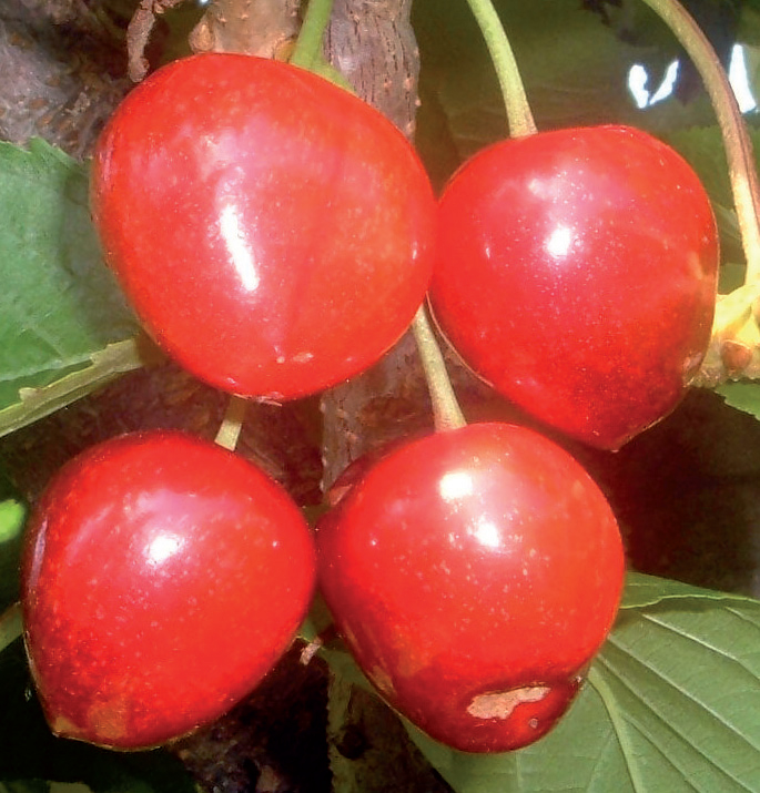 trešnja germesdorfska