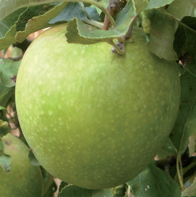 jabuka granny smith
