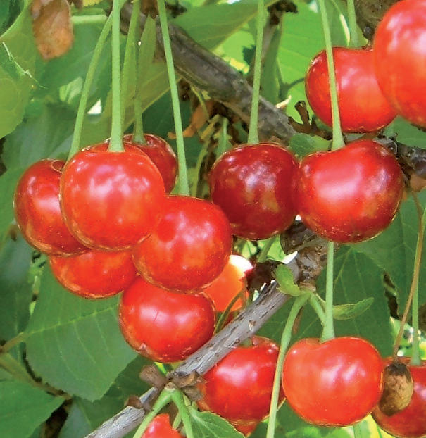 višnja hajmanova konzervna