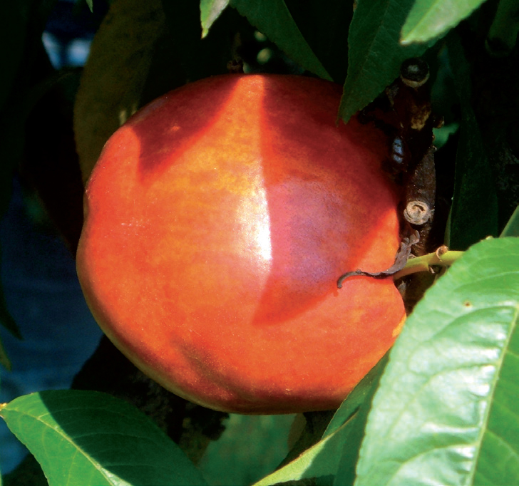 nektarina indepedence