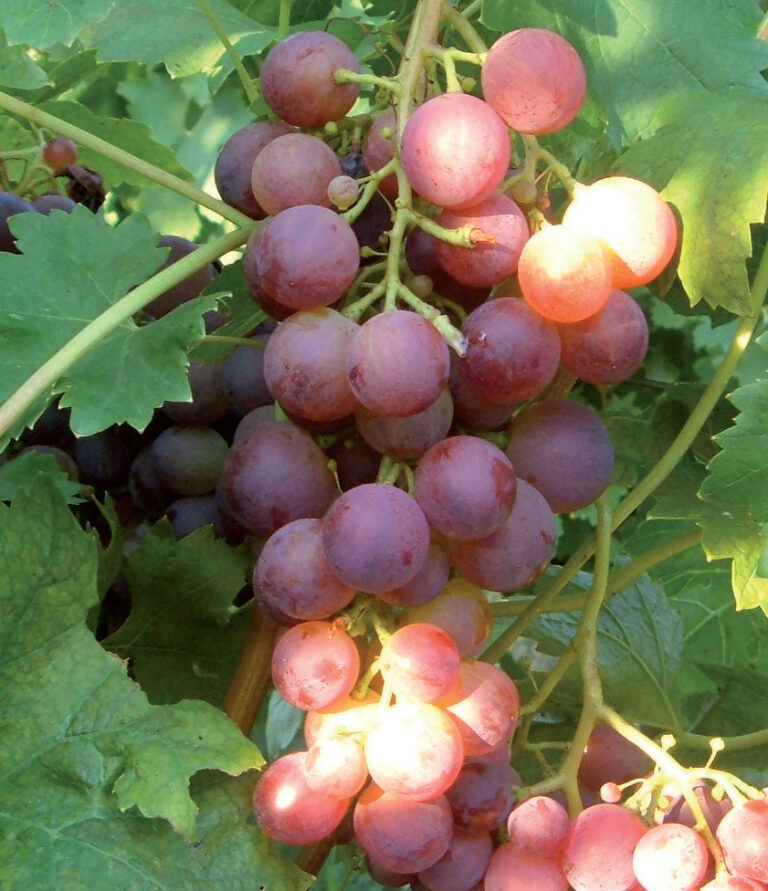 vinova loza kardinal