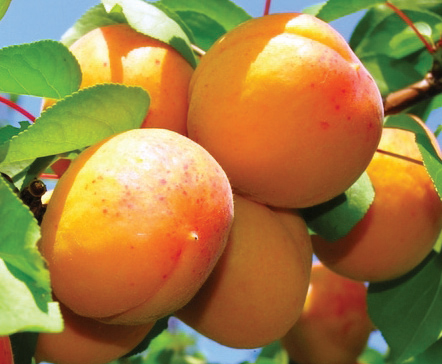 marelica kereški orijaš