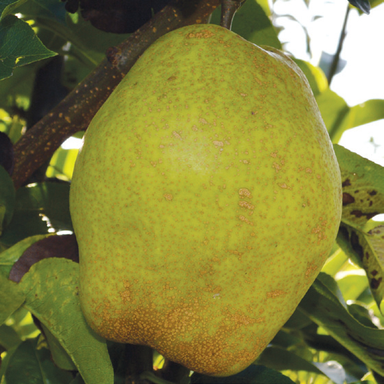 kruška kiferova (citronka)