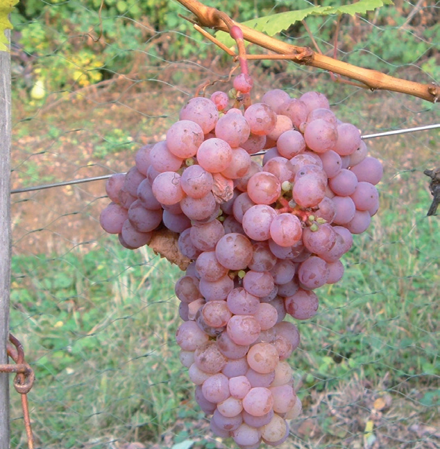 vinova loza kraljevina