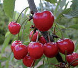 trešnja lionska rana