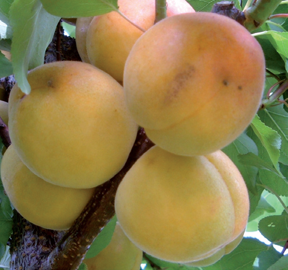 marelica mađarska najbolja