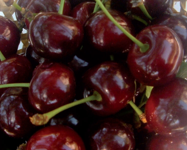 trešnja meteor korai