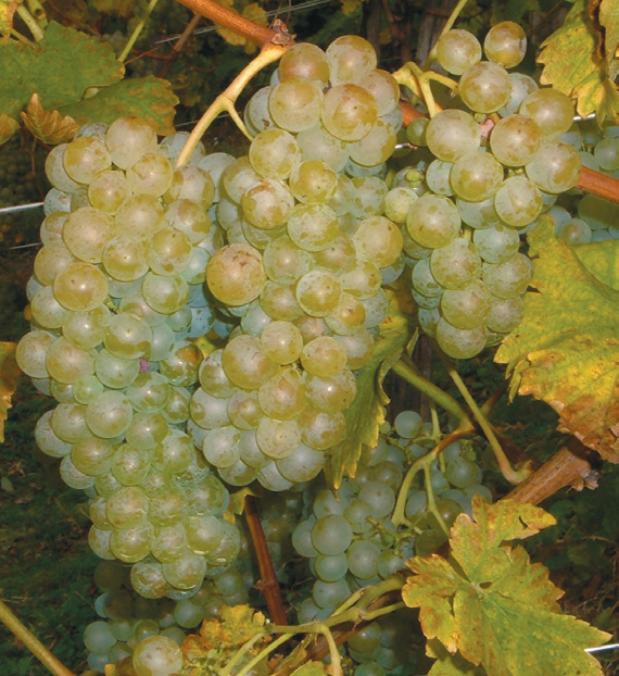 vinova loza muškat otonel