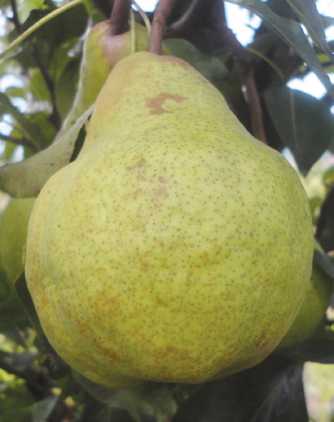 kruška packham's triumph