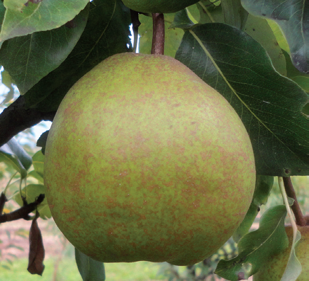 kruška passe crassane