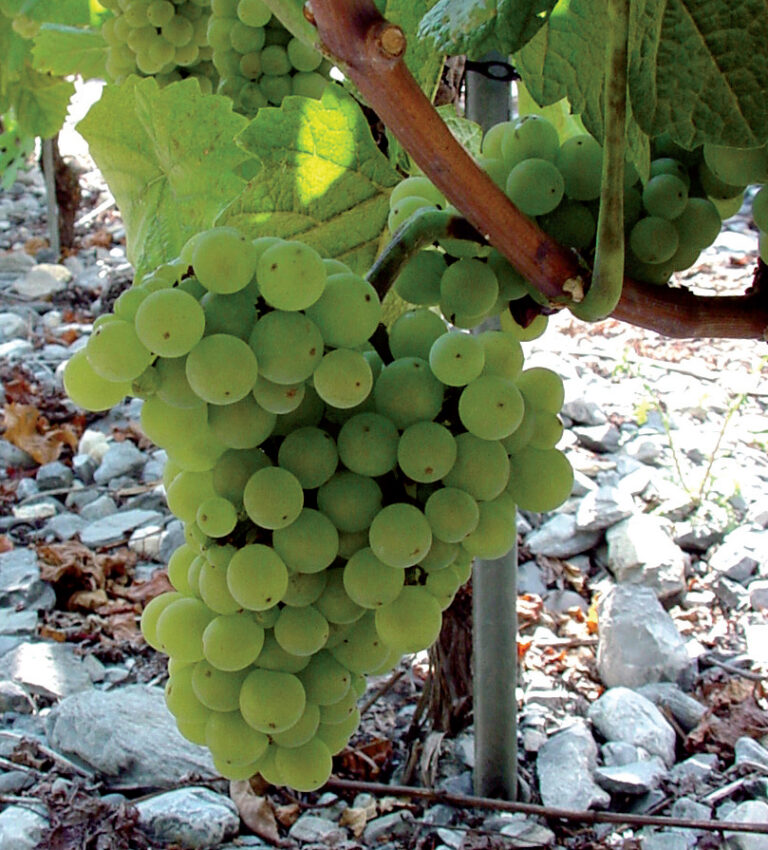 vinova loza pinot bijeli