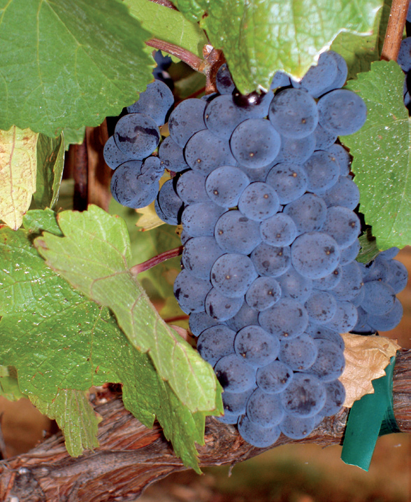 vinova loza pinot crni