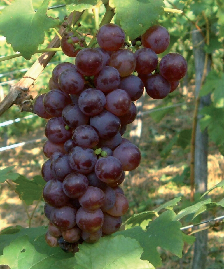 vinova loza plemenka crvena