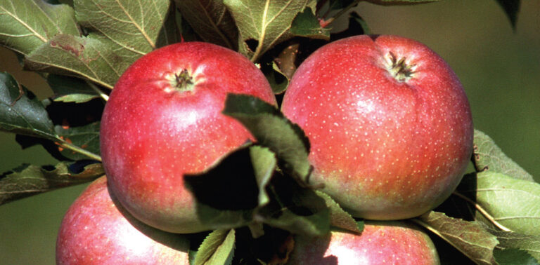 stupasta jabuka pompink