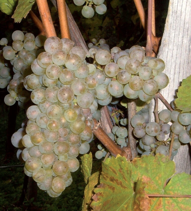 vinova loza rajnski rizling