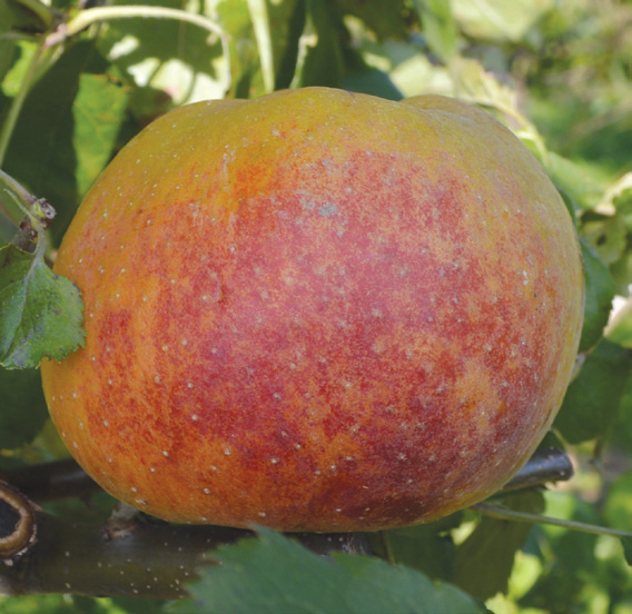 jabuka roter boskoop