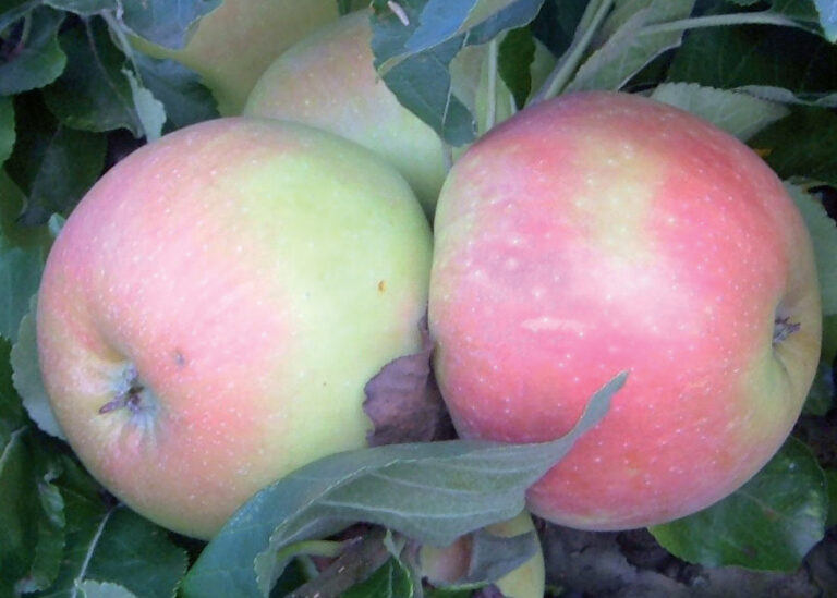 jabuka roter james grieve