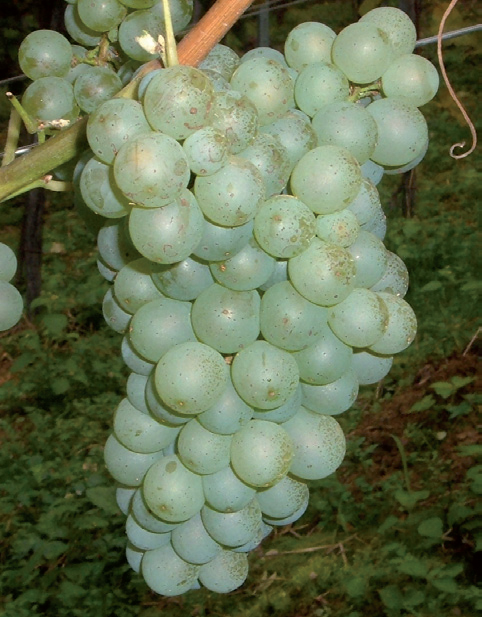 vinova loza sauvignon