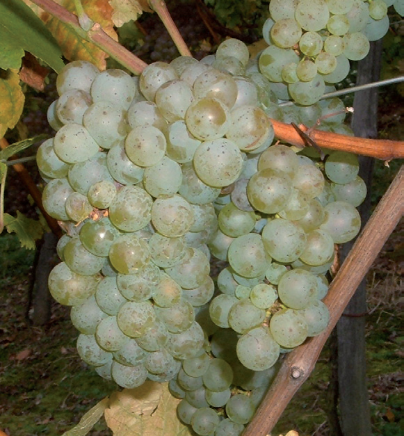 vinova loza silvanac zeleni