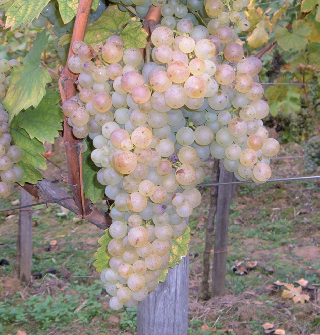 vinova loza štajerska bjelina