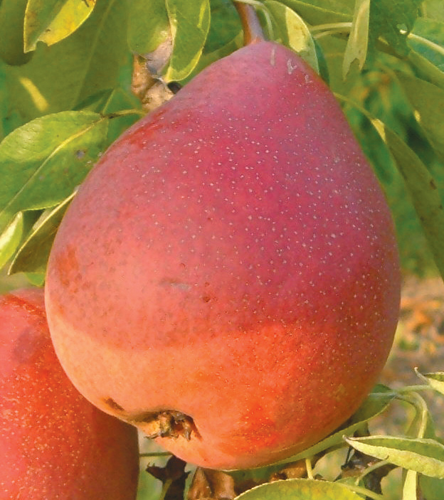 kruška starkrimskon