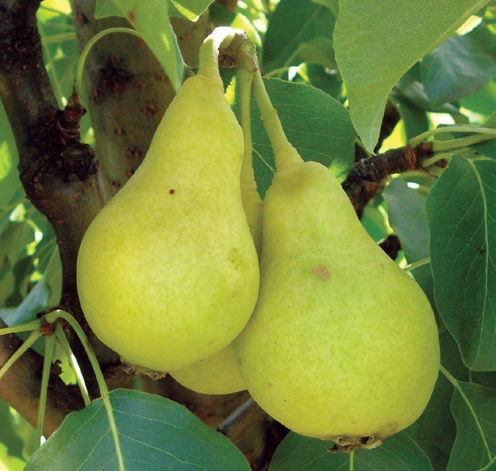 kruška tikvica nagowitz