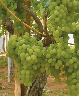 vinova loza victoria