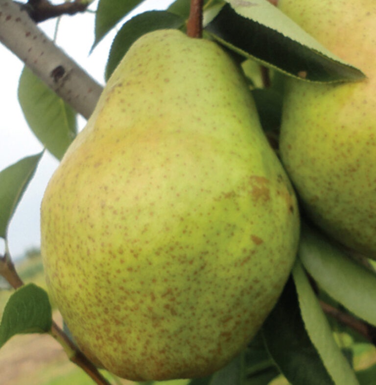 kruška viljamovka žuta