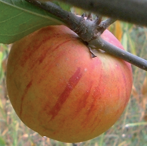 jabuka zlatna zimska parmenka